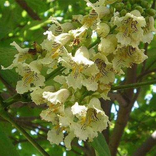Catalpa-ovata-Yellow-catalpa-Seeds