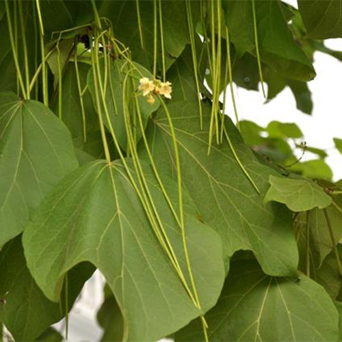 Catalpa-ovata-Yellow-catalpa-Seeds
