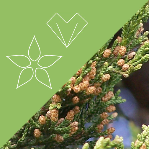 Chakra 1: Root