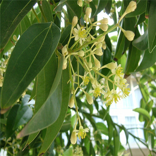 Cinnamomum-japonicum-Japanese-cinnamon-Seeds