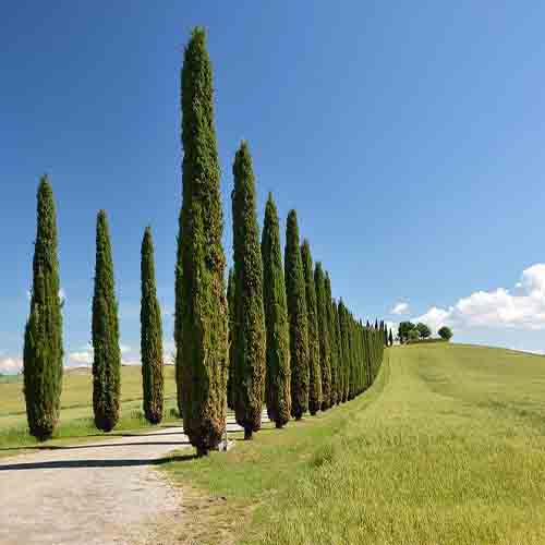 Cupressus funebris & Chinese weeping cypress Seeds