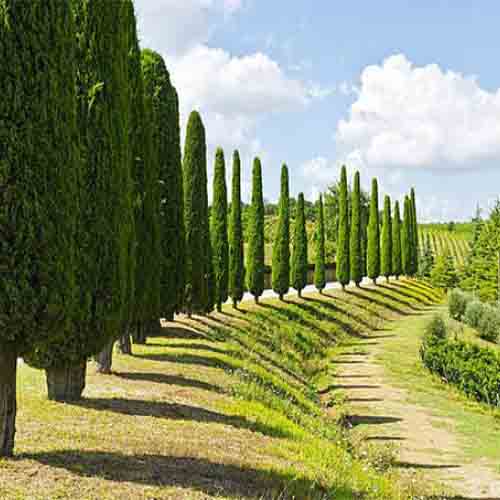 Cupressus funebris & Chinese weeping cypress Seeds
