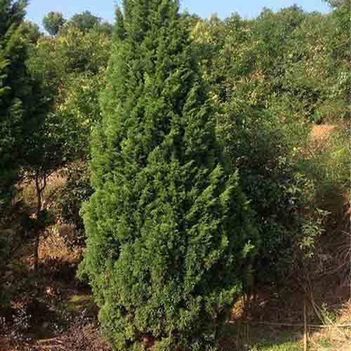 Cupressus funebris & Chinese weeping cypress Seeds