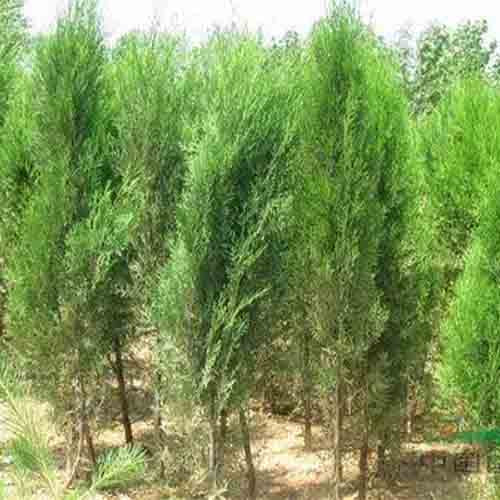Cupressus funebris & Chinese weeping cypress Seeds