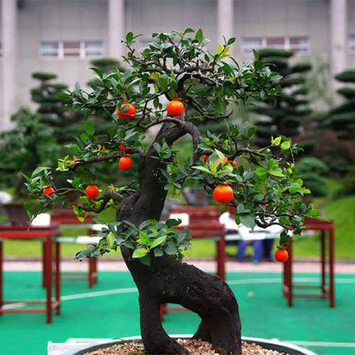 Diospyros-cathayensis-Seeds