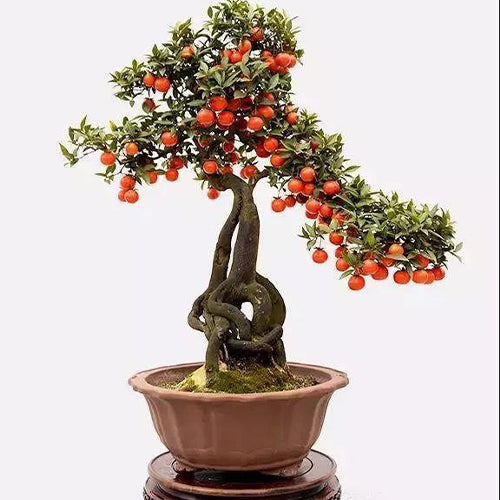 Diospyros-cathayensis-Seeds