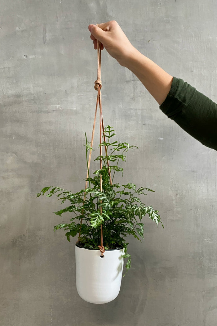 Accent Decor Doni Ceramic Plant Hanger