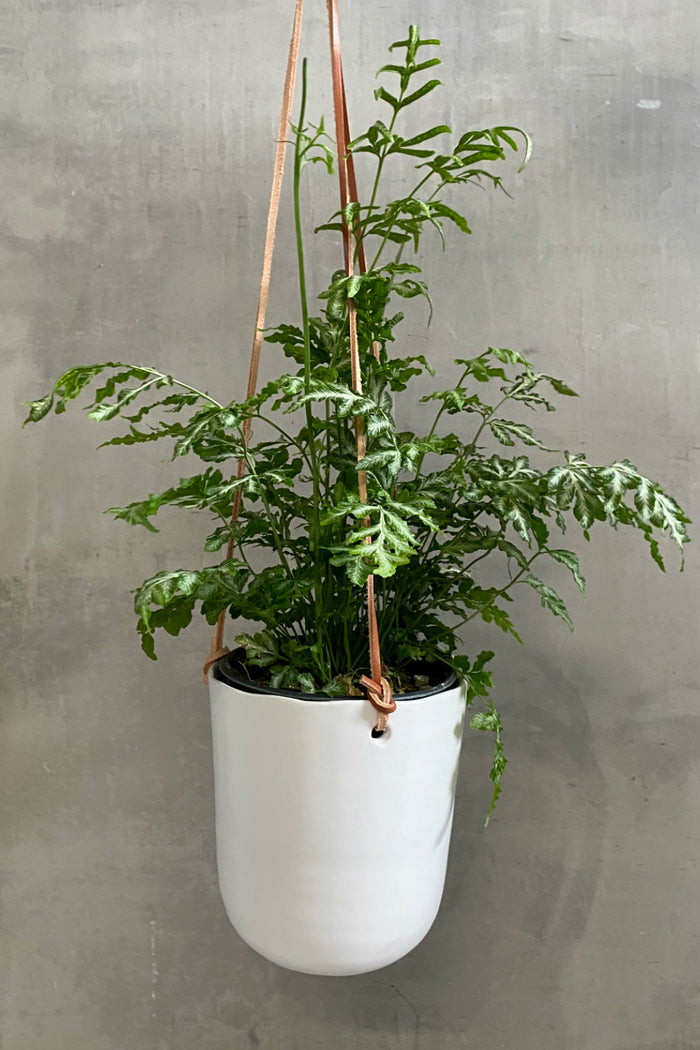 Accent Decor Doni Ceramic Plant Hanger