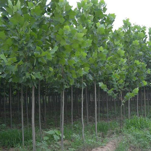 Firmiana-simplex-Green-Indus-Seeds