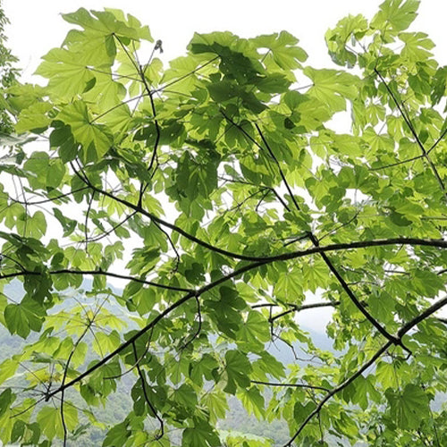 Firmiana-simplex-Green-Indus-Seeds