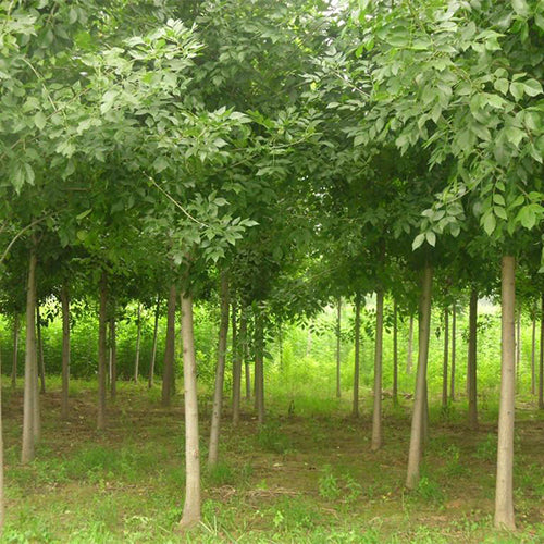 Fraxinus chinensis & Chinese ash Seeds