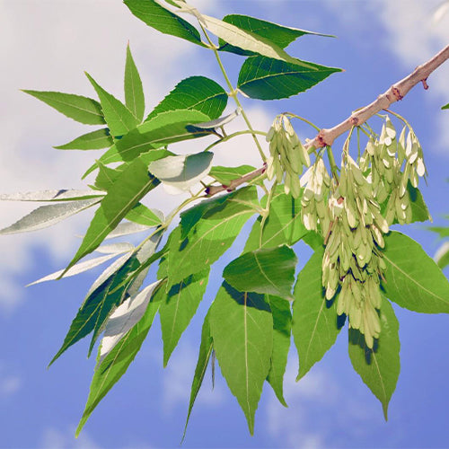 Fraxinus chinensis & Chinese ash Seeds