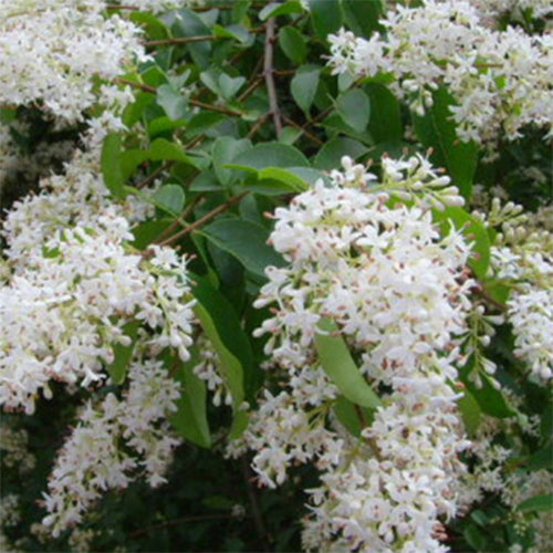Fraxinus chinensis & Chinese ash Seeds
