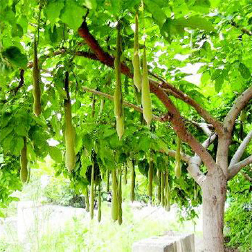 Gleditsia sinensis & Chinese honey locust seeds