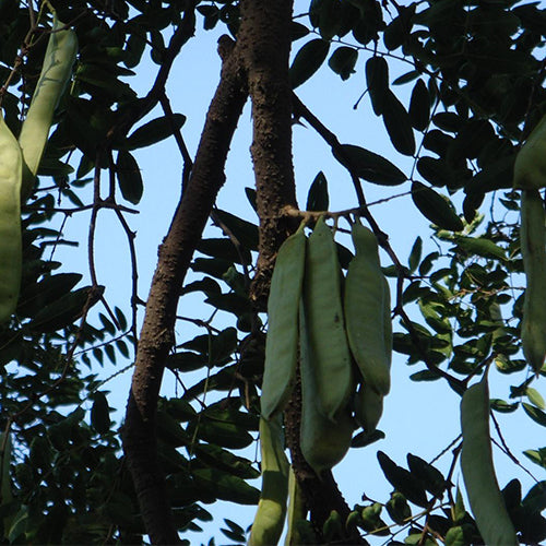 Gleditsia sinensis & Chinese honey locust seeds