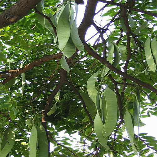 Gleditsia sinensis & Chinese honey locust seeds