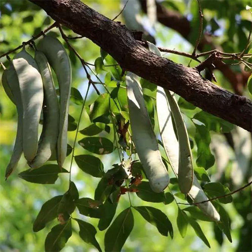 Gleditsia sinensis & Chinese honey locust seeds