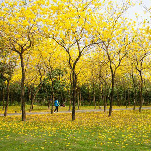 Handroanthus-chrysanthus-Tabebuia-chrysantha-Seeds