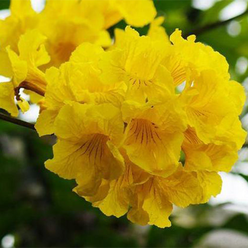 Handroanthus-chrysanthus-Tabebuia-chrysantha-Seeds