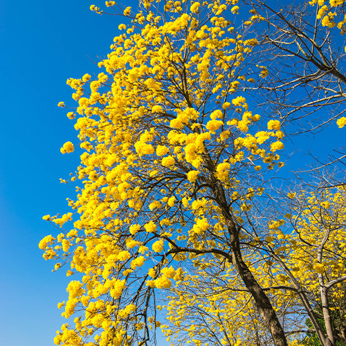 Handroanthus-chrysanthus-Tabebuia-chrysantha-Seeds