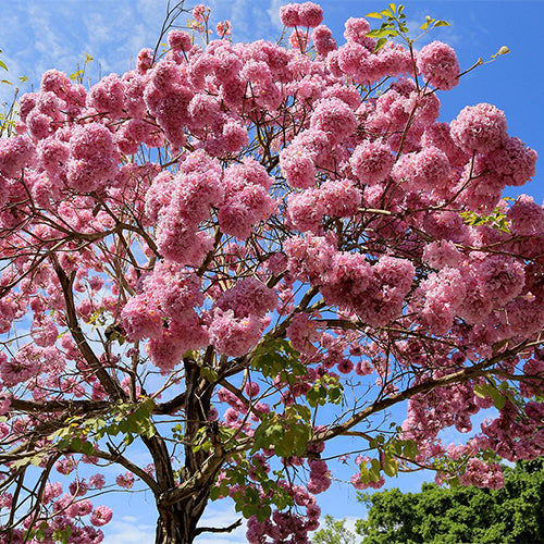 Handroanthus-impetiginosus-Purple-Flower-Wind-Suzuki-Seeds