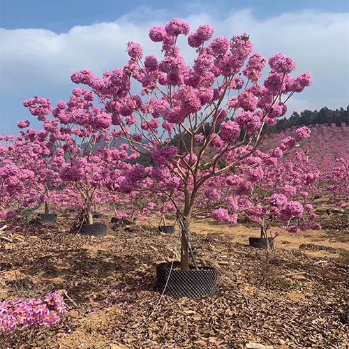 Handroanthus-impetiginosus-Purple-Flower-Wind-Suzuki-Seeds