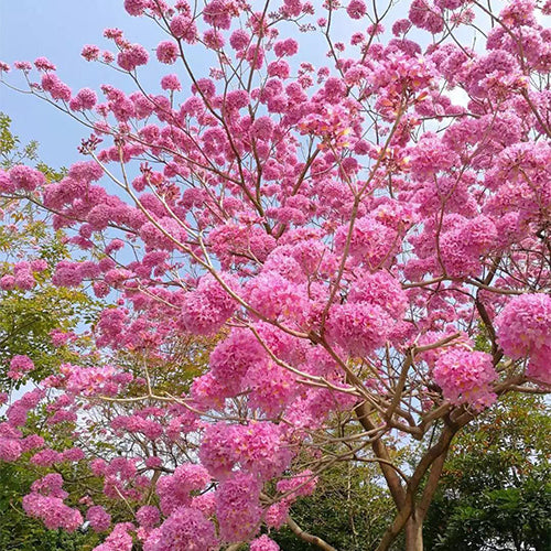 Handroanthus-impetiginosus-Purple-Flower-Wind-Suzuki-Seeds