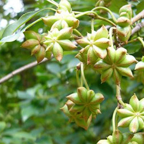 Illicium verum & Star anise Seeds