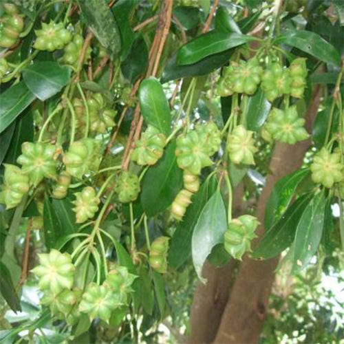 Illicium verum & Star anise Seeds