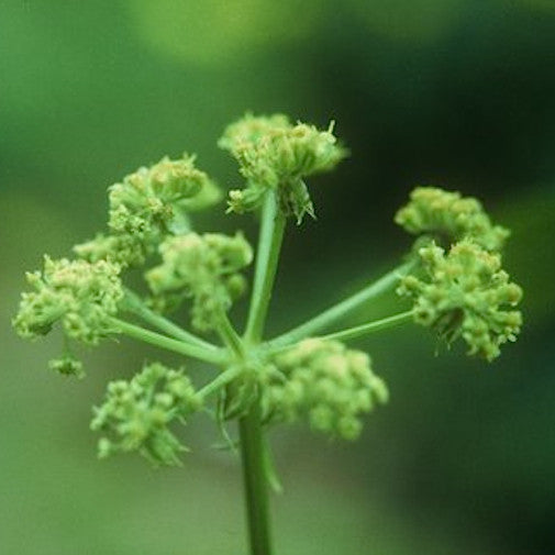 Lovage