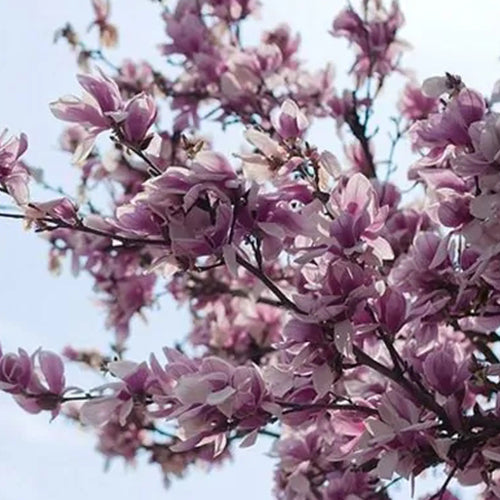 Magnolia-liliflora-Purple-Magnolia-Seeds