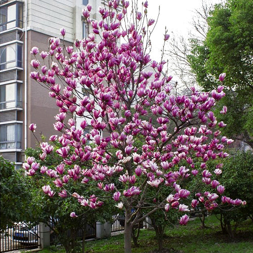 Magnolia-liliflora-Purple-Magnolia-Seeds
