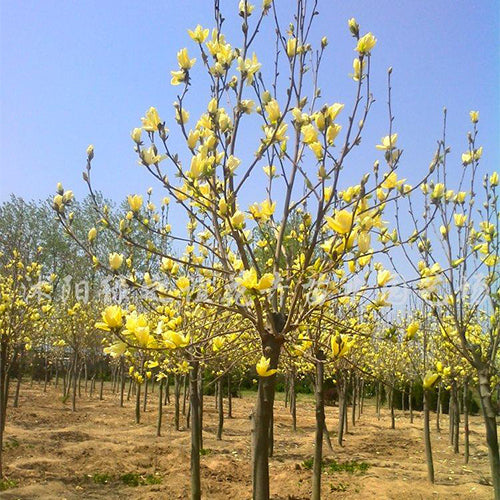 Michelia-champaca-Champak-Seeds