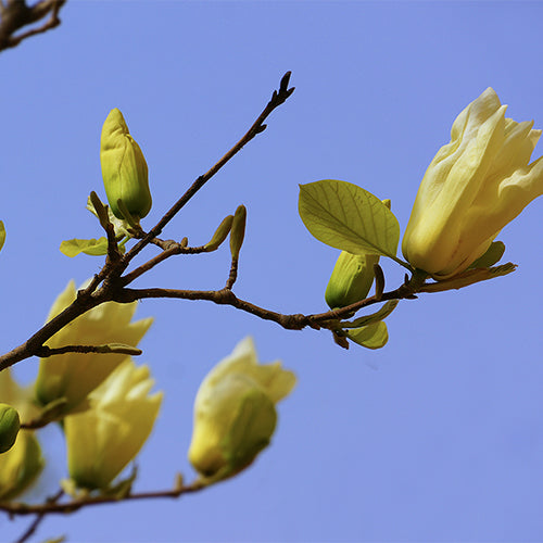 Michelia-champaca-Champak-Seeds