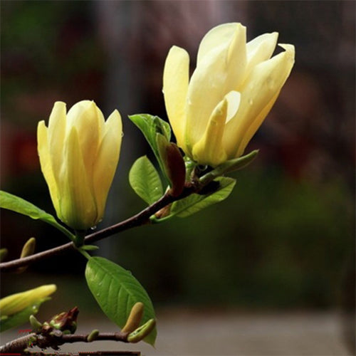 Michelia-champaca-Champak-Seeds