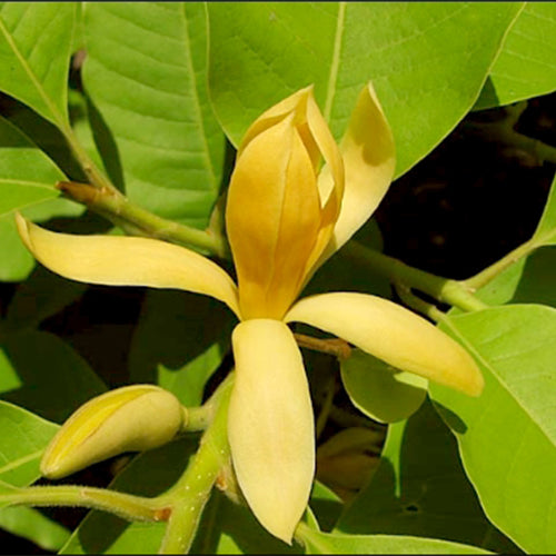Michelia-champaca-Champak-Seeds