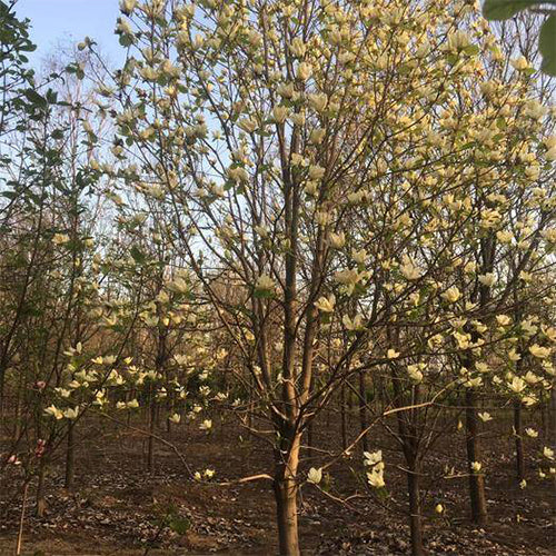 Michelia-champaca-Champak-Seeds