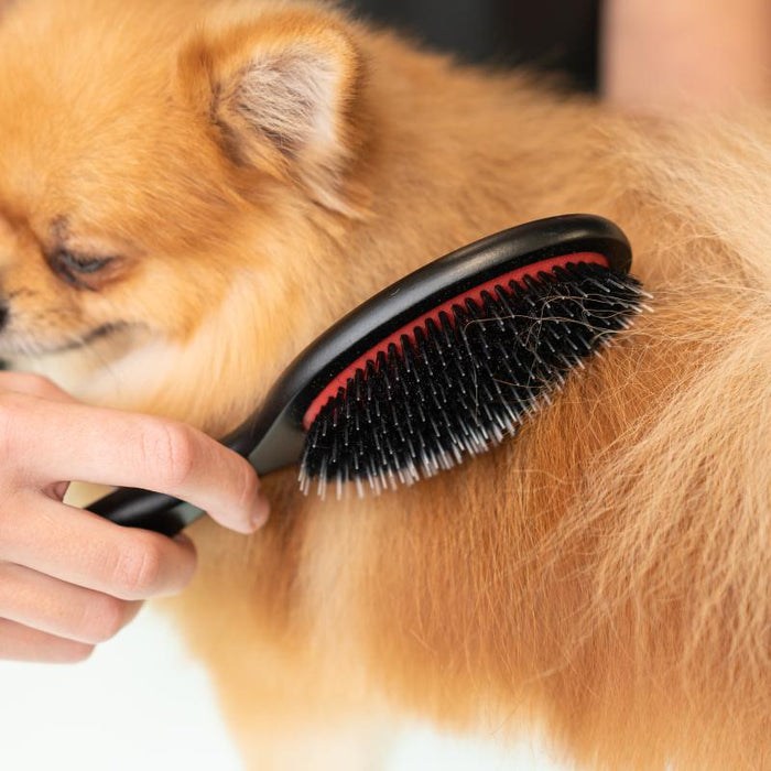 Oval Beechwood Grooming Brush with Boar Bristles & Nylon Pins