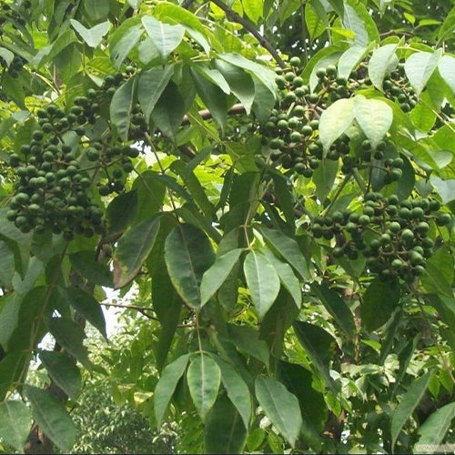 Phellodendron-amurense-Amur-cork-tree-Seeds