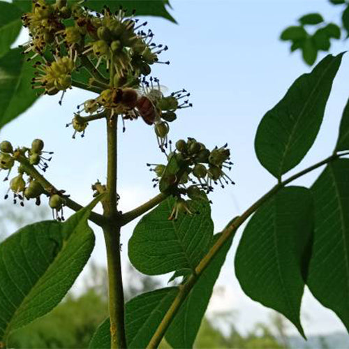 Phellodendron-amurense-Amur-cork-tree-Seeds