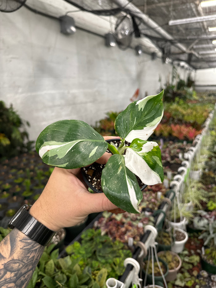Philodendron 'White Wizard'