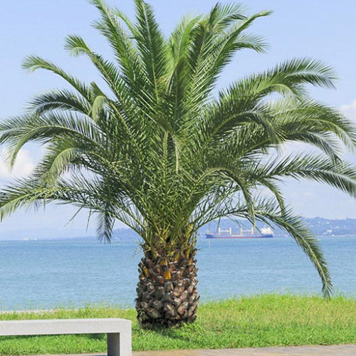 Phoenix Canariensis & Canary Date Tree Seeds