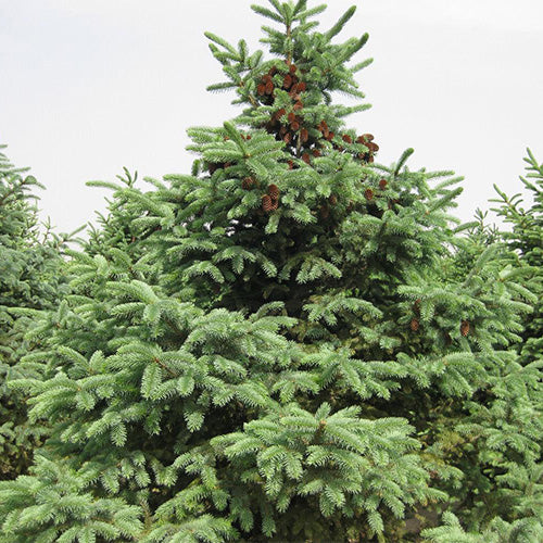 Picea asperata & Dragon spruce Seeds
