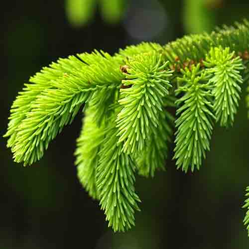 Picea asperata & Dragon spruce Seeds