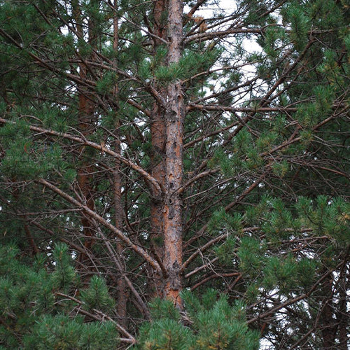Pinus sylvestris & Scotch pine Seeds