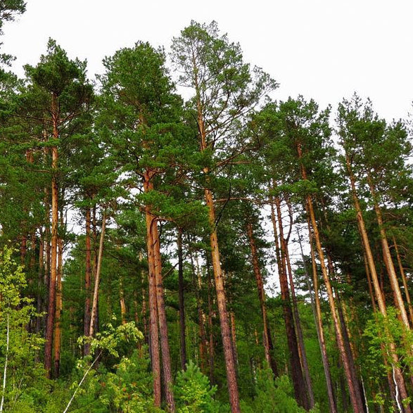 Pinus sylvestris & Scotch pine Seeds