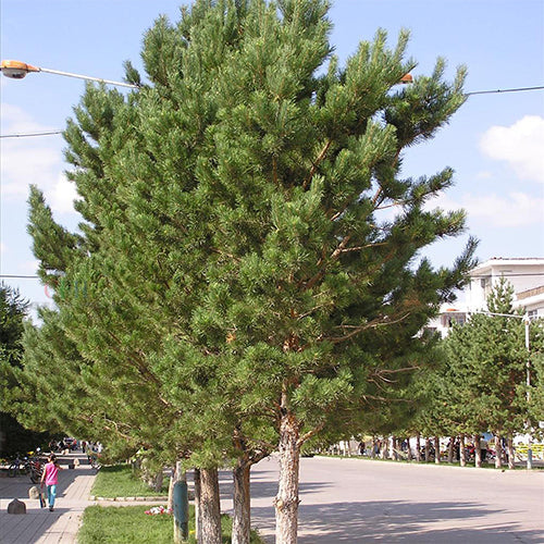 Pinus sylvestris & Scotch pine Seeds