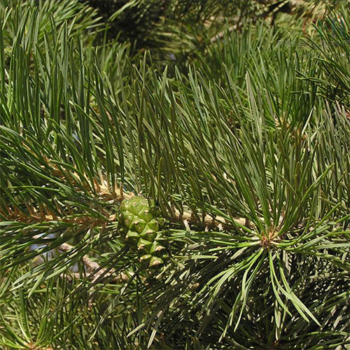 Pinus sylvestris & Scotch pine Seeds