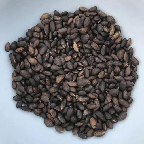 Pinus tabuliformis & Manchurian red pine seeds