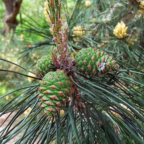 Pinus tabuliformis & Manchurian red pine seeds
